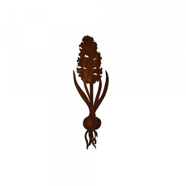 Rost Frühling Blume Zwieben Hyazinthe
